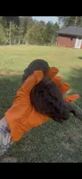 Brown female, a female Cockapoo for sale in Hot Springs, AR – 4 of 6