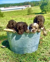 Half Merle male, a male Cockapoo for sale in Hot Springs, AR – 2 of 6