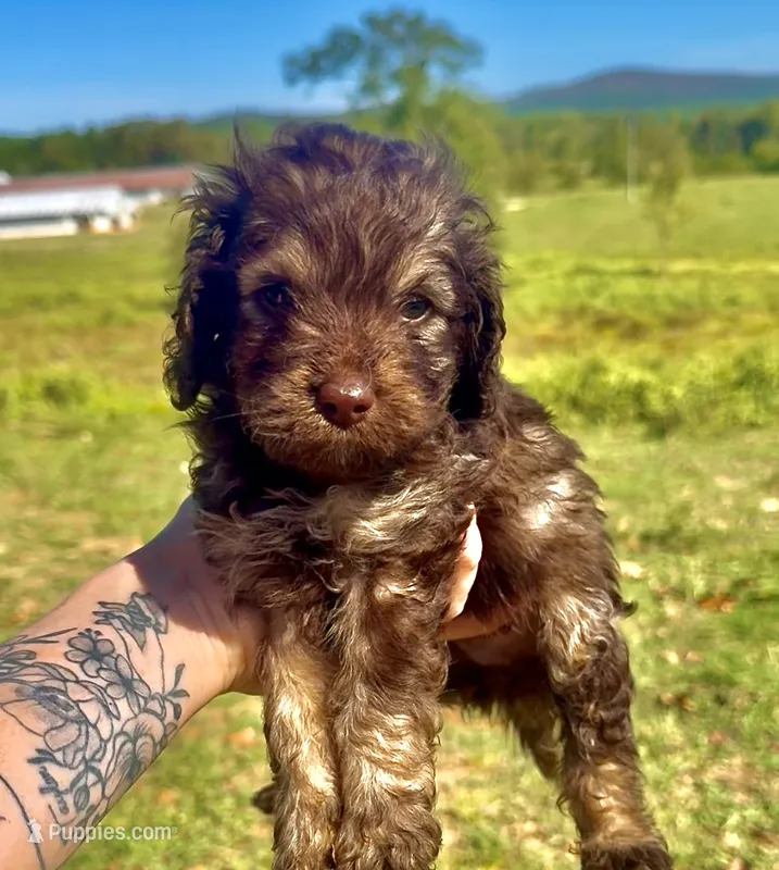 Chocolate male – Cockapoo puppy for sale in Hot Springs, AR