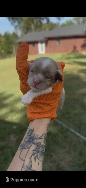 Half Merle male – Cockapoo puppy for sale in Hot Springs, AR