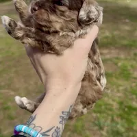 Merle Male, a male Cockapoo for sale in Hot Springs, AR – Photo 7 of 7