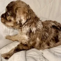 Merle Male, a male Cockapoo for sale in Hot Springs, AR – Photo 3 of 7