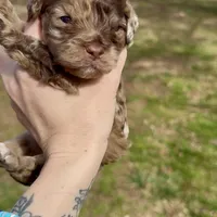 Merle Male, a male Cockapoo for sale in Hot Springs, AR – Photo 5 of 7