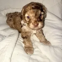 Merle Male, a male Cockapoo for sale in Hot Springs, AR – Photo 1 of 7