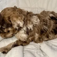 Merle Male, a male Cockapoo for sale in Hot Springs, AR – Photo 4 of 7