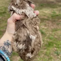 Merle Male, a male Cockapoo for sale in Hot Springs, AR – Photo 6 of 7