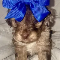 Merle Male, a male Cockapoo for sale in Hot Springs, AR – Photo 2 of 7