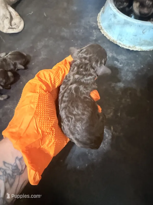 Chocolate male – Cockapoo puppy for sale in Hot Springs, AR