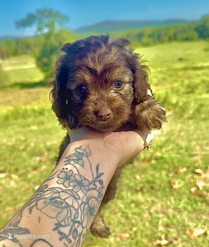 Brown female – Cockapoo puppy for sale in Hot Springs, AR