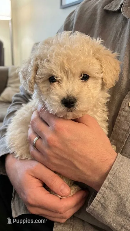 Love – Poodle - Toy  puppy for sale in San Jose, CA