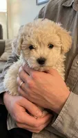 Love, a female Poodle - Toy  for sale in San Jose, CA – 1 of 1