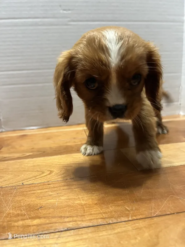 unknown – Cavalier King Charles Spaniel puppy for sale in Fort Atkinson, WI
