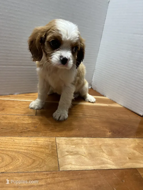 unknown – Cavalier King Charles Spaniel puppy for sale in Fort Atkinson, WI