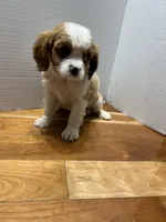 unknown, a female Cavalier King Charles Spaniel for sale in Fort Atkinson, WI – 1 of 1