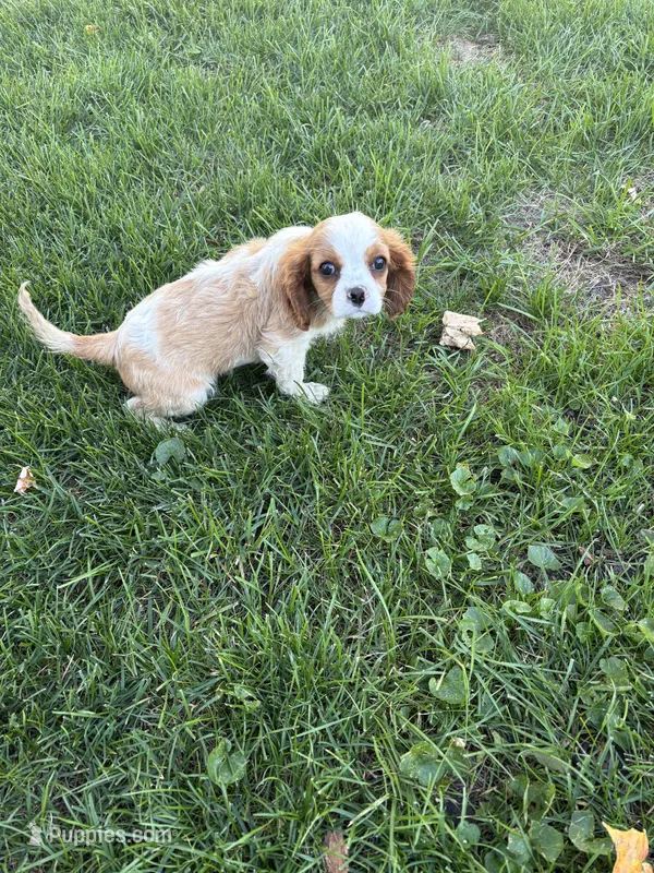 unknown – Cavalier King Charles Spaniel puppy for sale in Fort Atkinson, WI