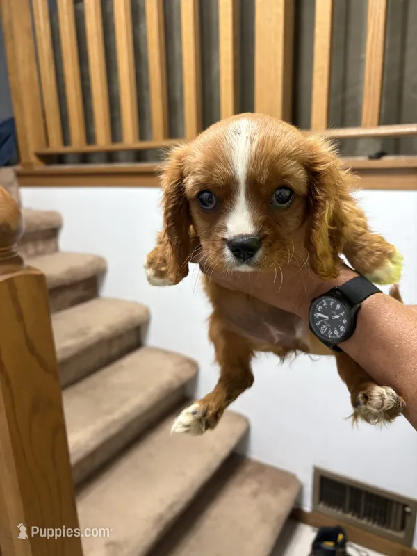 unknown – Cavalier King Charles Spaniel puppy for sale in Fort Atkinson, WI