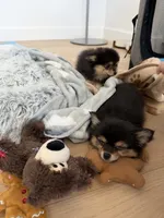 Rascal, a male Pomchi for sale in Roseville, CA – 4 of 4