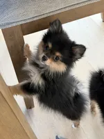 Rascal, a male Pomchi for sale in Roseville, CA – 1 of 4
