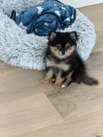 Rascal, a male Pomchi for sale in Roseville, CA – 2 of 4