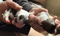 Shitzu/chihuahua, a male Chihuahua and Shih Tzu for sale in Deer Park, WA – 6 of 10
