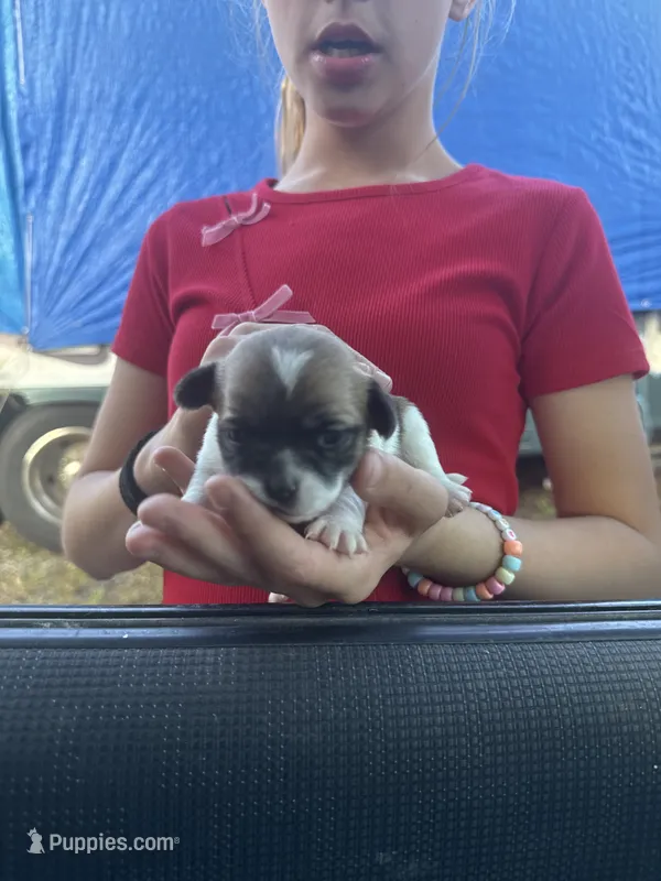Shitzu/chihuahua – Chihuahua, Shih Tzu puppy for sale in Deer Park, WA