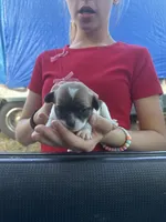 Shitzu/chihuahua, a male Chihuahua and Shih Tzu for sale in Deer Park, WA – 1 of 10
