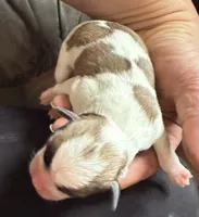 Shitzu/chihuahua, a male Chihuahua and Shih Tzu for sale in Deer Park, WA – 5 of 10