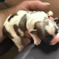 Shitzu/chihuahua, a male Chihuahua and Shih Tzu for sale in Deer Park, WA – 4 of 10