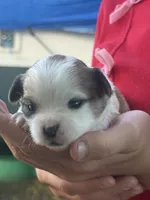 Shitzu/chihuahua, a male Chihuahua and Shih Tzu for sale in Deer Park, WA – 2 of 10