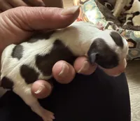 Shitzu/chihuahua, a male Chihuahua and Shih Tzu for sale in Deer Park, WA – 7 of 10
