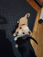 Mickey, Nemo, Sable, a male Australian Terrier and Chorkie for sale in Fall River, MA – Photo 4 of 10