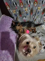 Mickey, Nemo, Sable, a male Australian Terrier and Chorkie for sale in Fall River, MA – Photo 9 of 10