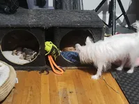 Mickey, Nemo, Sable, a male Australian Terrier and Chorkie for sale in Fall River, MA – Photo 10 of 10