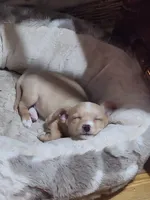 Mickey, Nemo, Sable, a male Australian Terrier and Chorkie for sale in Fall River, MA – Photo 6 of 10