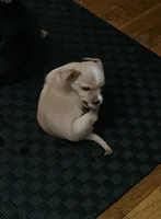 Mickey, Nemo, Sable, a male Australian Terrier and Chorkie for sale in Fall River, MA – Photo 2 of 10