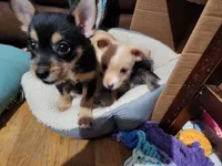 Mickey, Nemo, Sable, a male Australian Terrier and Chorkie for sale in Fall River, MA – Photo 7 of 10
