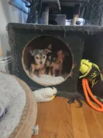 Mickey, Nemo, Sable, a male Australian Terrier and Chorkie for sale in Fall River, MA – Photo 3 of 10