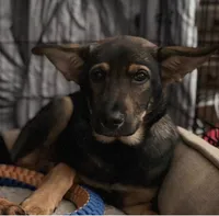 Skye, a female German Shepherd Dog and Rottweiler for sale in Fall River, MA – Photo 1 of 5