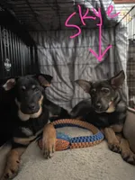 Skye, a female German Shepherd Dog and Rottweiler for sale in Fall River, MA – Photo 3 of 5