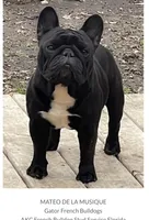 Tory , a male French Bulldog for sale in Ocala, FL – 9 of 10