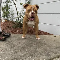 Sibal, a female Olde English Bulldogge for sale in Ocala, FL – Photo 10 of 10