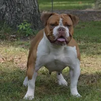 Sibal, a female Olde English Bulldogge for sale in Ocala, FL – Photo 4 of 10