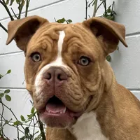 Sibal, a female Olde English Bulldogge for sale in Ocala, FL – Photo 1 of 10