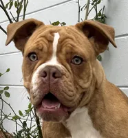 processed/b46ad231-2ead-44d2-b271-977f4ef3a462/listing/00ac2c28-6d1a-4737-9fa8-09c6a528381b/8b7b0cb1-0990-48e2-9802-ff4e3c0cc20f