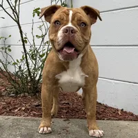 Sibal, a female Olde English Bulldogge for sale in Ocala, FL – Photo 9 of 10