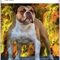 Sibal, a female Olde English Bulldogge for sale in Ocala, FL – Photo 8 of 10