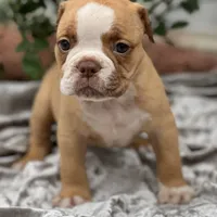 Sibal, a female Olde English Bulldogge for sale in Ocala, FL – Photo 3 of 10