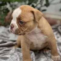 Sibal, a female Olde English Bulldogge for sale in Ocala, FL – Photo 2 of 10