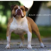 Sibal, a female Olde English Bulldogge for sale in Ocala, FL – Photo 6 of 10
