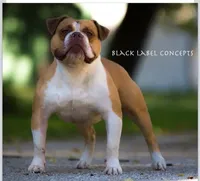 processed/b46ad231-2ead-44d2-b271-977f4ef3a462/listing/00ac2c28-6d1a-4737-9fa8-09c6a528381b/c4ed9ad4-b14f-41c0-a19c-5fe85b9afca9